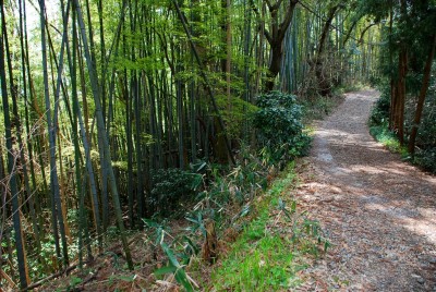 竹藪の道