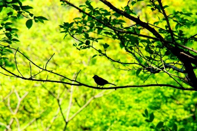 枝の小鳥