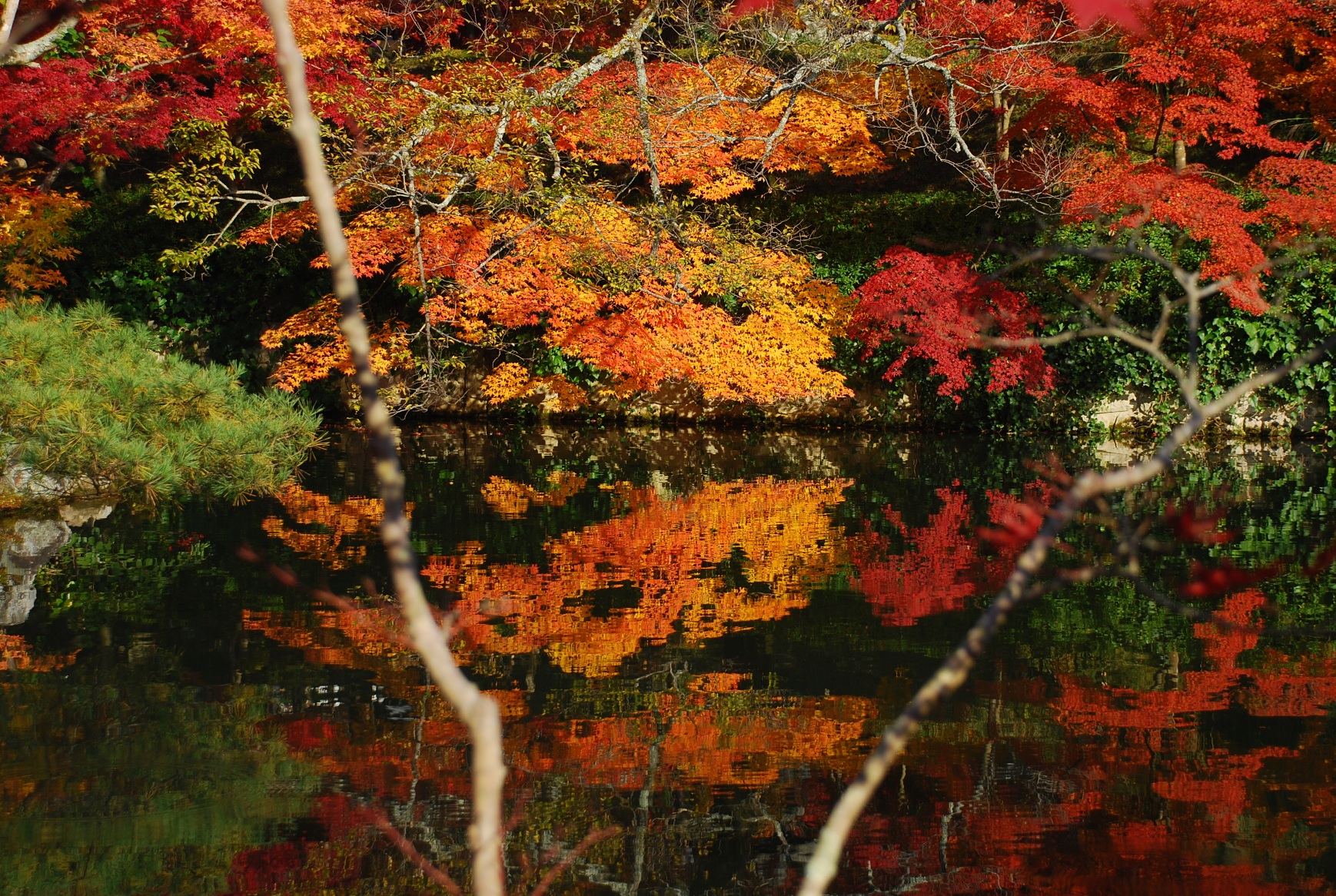 放生池の紅葉
