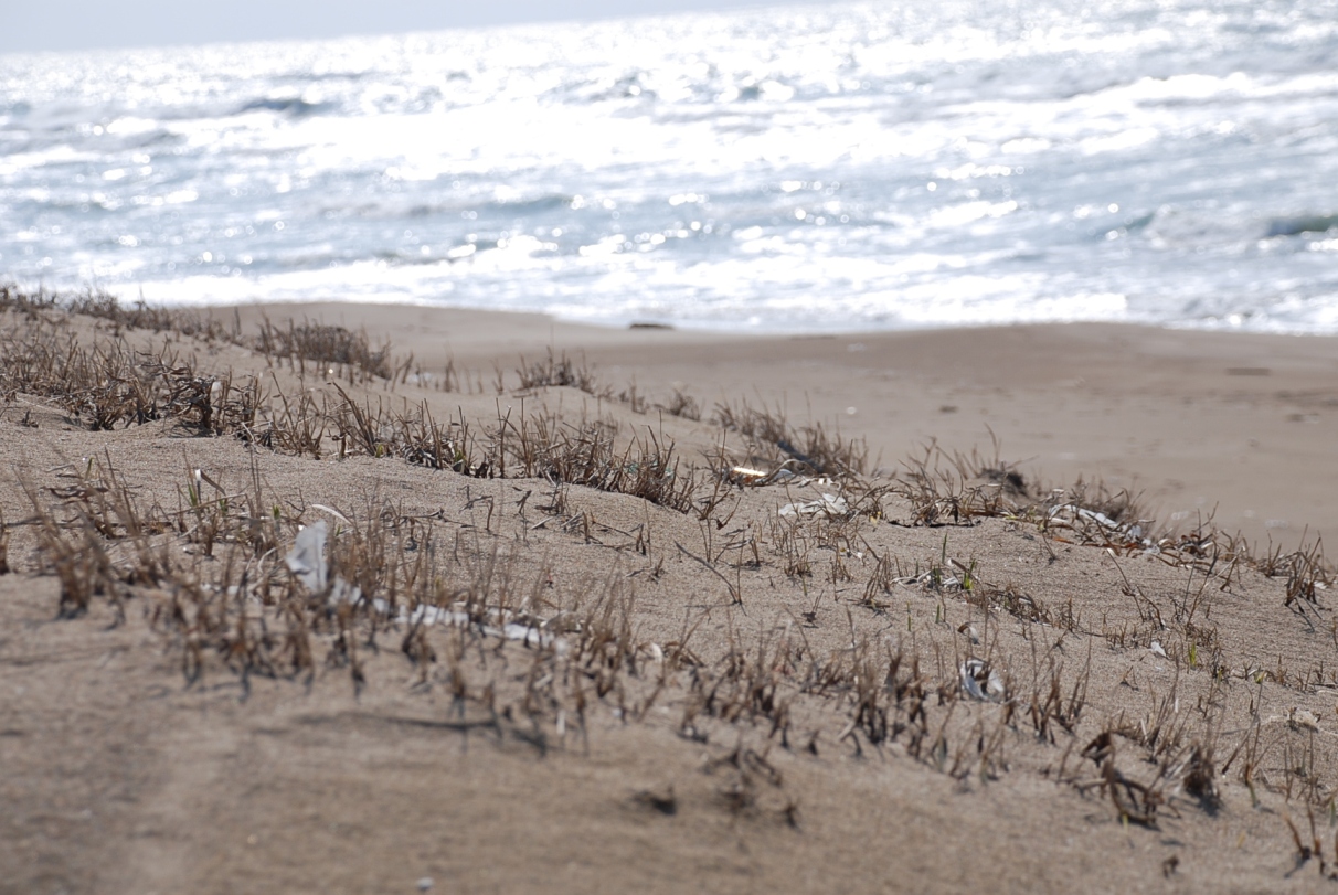 砂浜の枯草